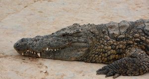 قتل تمساح "نادر" فتك بيد حارسته 2 1021911047