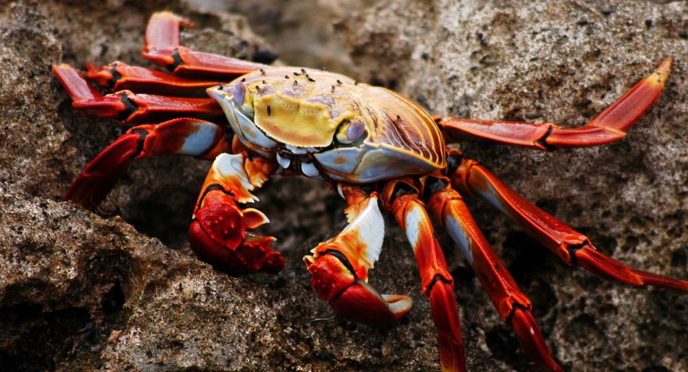 سلطعون يدخل إلى أذن شاب كان يستريح على الشاطئ 1 1043348277