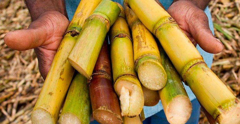 زيادة المساحة المستهدفة بمشروع سكر سنار 10 قصب