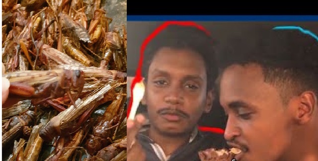 فيديو: يتناول كيلو جراد من أجل 12 ألف (لايك) بأسواق الخرطوم 11 لغاويس