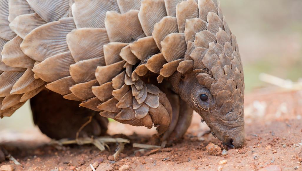 بالفيديو .. معلومات عليك معرفتها عن آكل النمل الحرشفي وعلاقته بفيروس كورونا 1 النمل الحرشفي