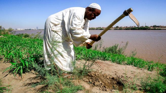 قسم بشير محمد يكتب: المزارع هموم ومعاناة لاتنقطع 10 مزارع