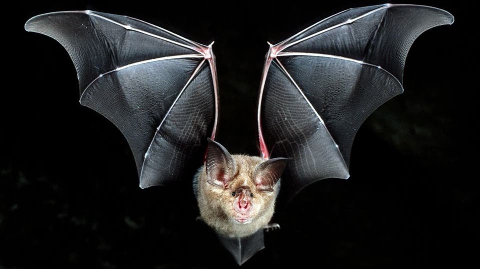 علماء يكتشفون فيروسا آخر لدى الخفافيش يرتبط ارتباطا وثيقا بكورونا 10 خفاش حدوة الحصان