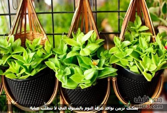 فعل هاشتاق بعنوان (يلا نزرع) .. (الزريع السوداني) .. يسحب البساط من تحت اقدام (الإكيل واللبيس) 10 شتول