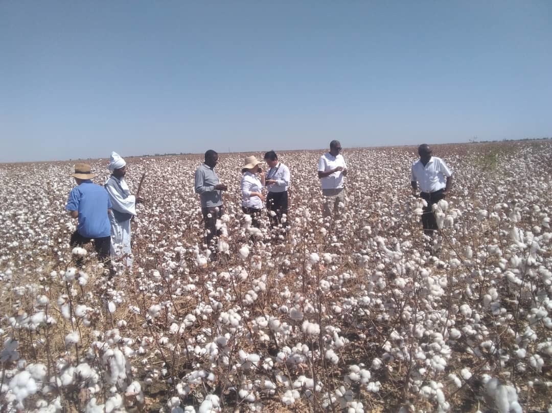 البترول الأبيض (القطن) .. الإسهام في تطوير اقتصاديات المجتمعات 10 قطن