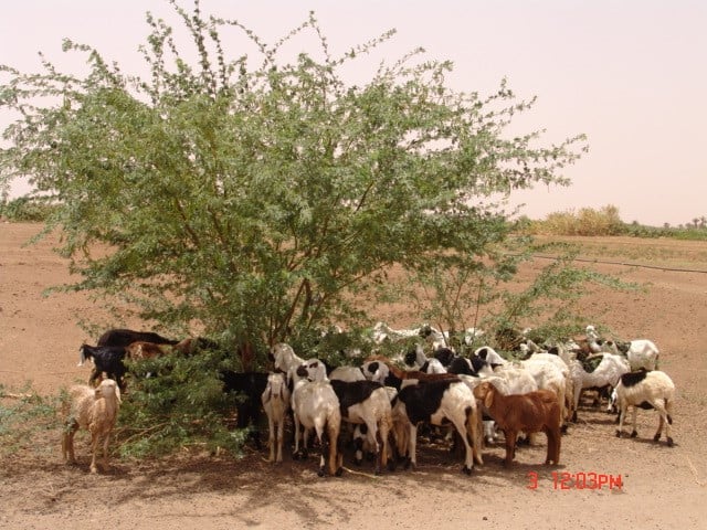 طرق وأساليب إزالة وادارة المسكيت بالسودان 10 المسكيت