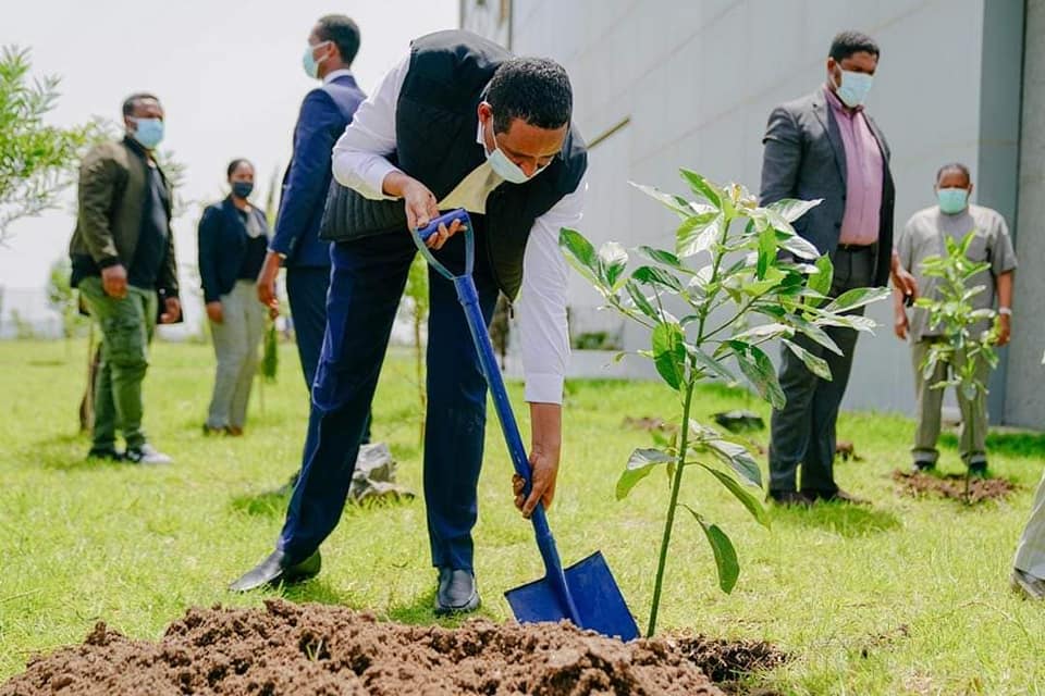 أين ينتهي القحاطي ويبدأ المتمرد ؟ 10 شجرة حميدتي