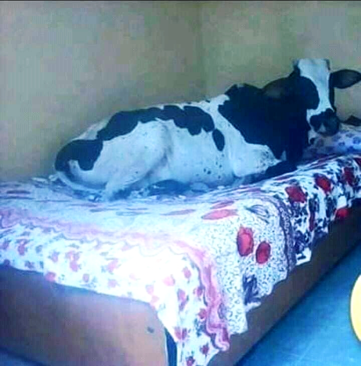 مراهق من بالي يعلن الزواج من بقرة ويصفها بالجميلة والمناسبة لحياته 10 ٢٠٢٠٠٦١٤ ٢٣٢١٢٨