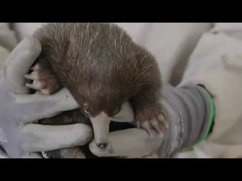 حيوان غريب يظهر في أمريكا... فيديو 1 13134444