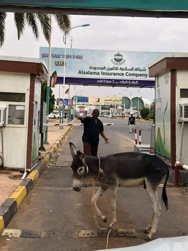 شاهد بالصور.. في السودان.. القبض على (حمار) حاول عبور مطار الخرطوم وساخرون: (حتى الحمار زهج من البلد وعاوز يسافر) 12 حمار في المطار