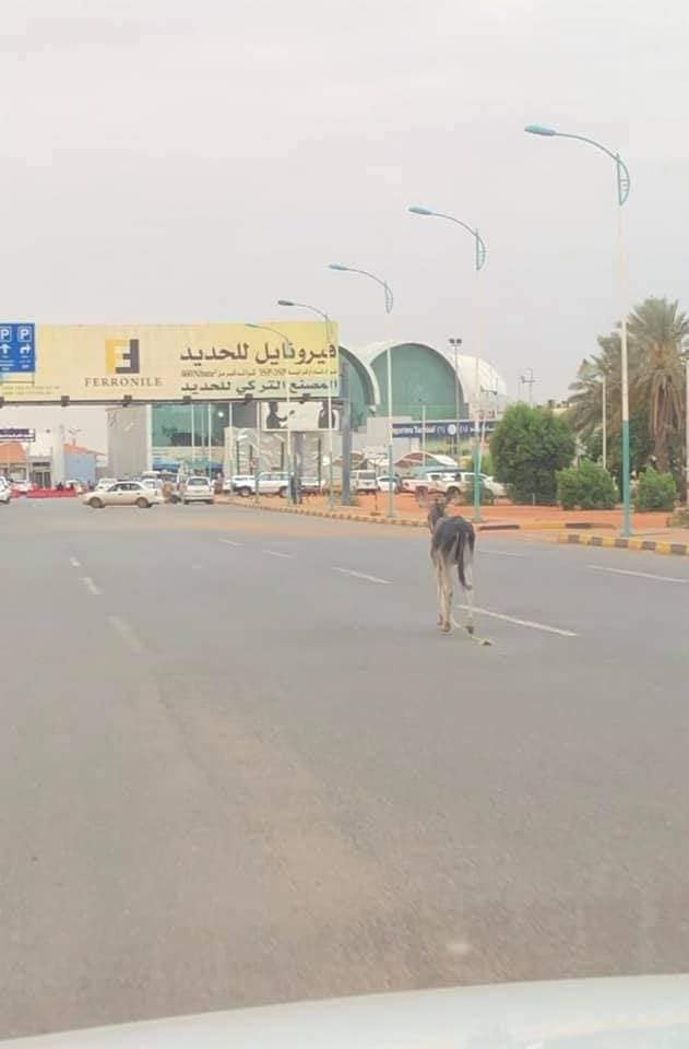 حمار في المطار3