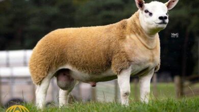 62100100222333595 173