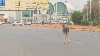 حمار في المطار3