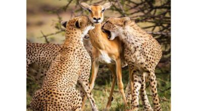 2017 7 22 15 51 49 226