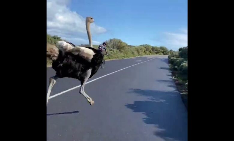 نعامة "تشارك" في سباق للدراجات في جنوب أفريقيا...فيديو 1 13148600