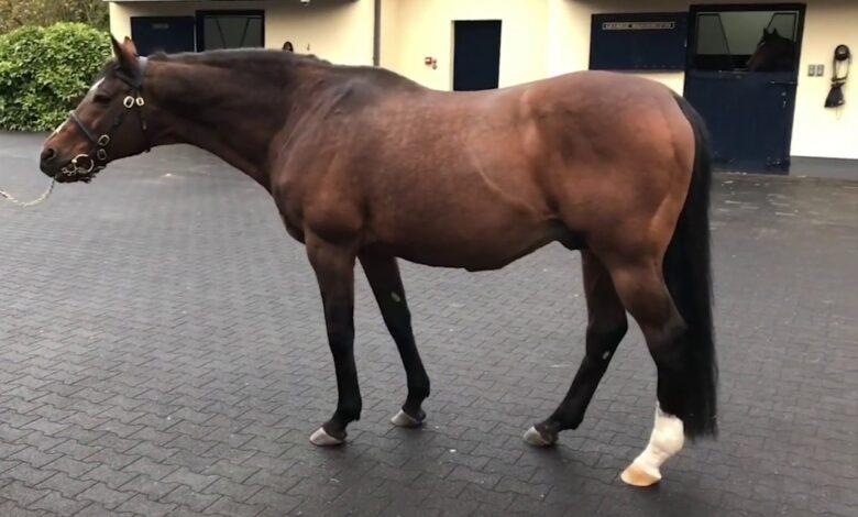 بالفيديو.. معجزة.. العثور على حصان حي تحت الأنقاض بعد 21 يوميا من زلزال تركيا 1 13153847 e1692348227736