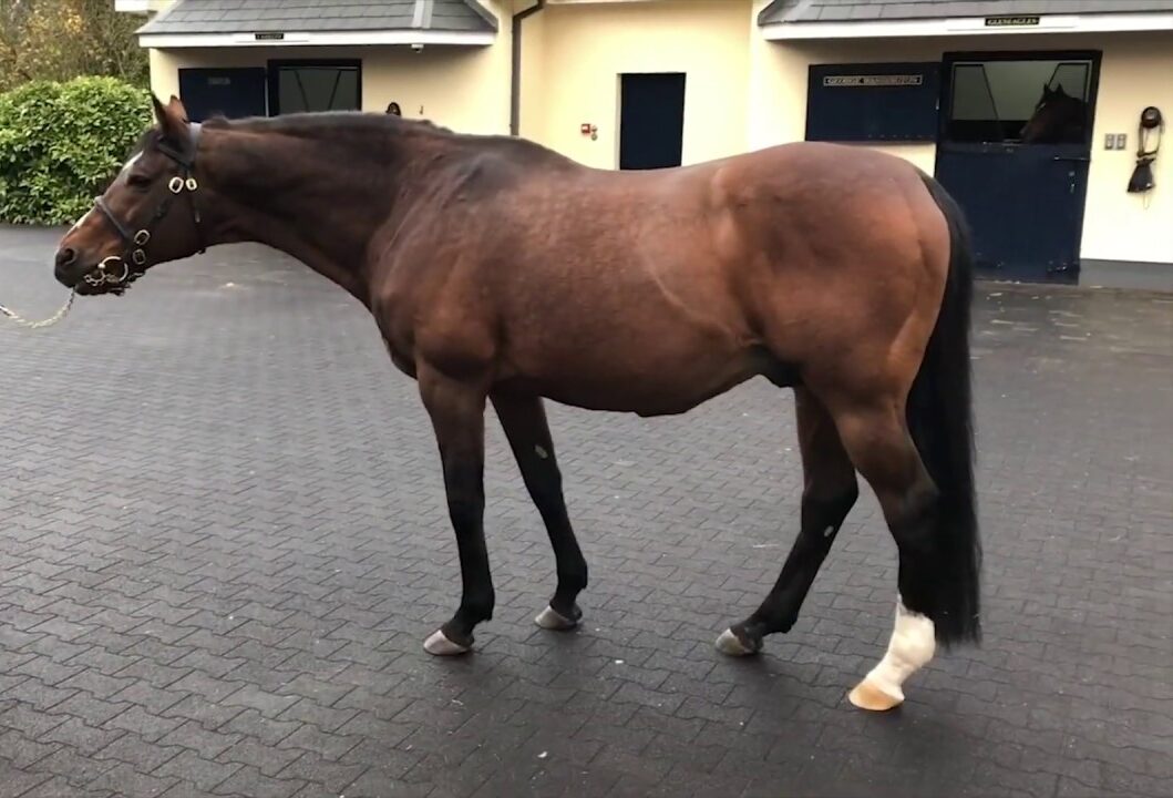 بالفيديو.. معجزة.. العثور على حصان حي تحت الأنقاض بعد 21 يوميا من زلزال تركيا 10 13153847 e1692348227736