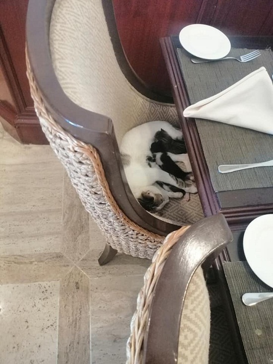 مطعم سودانى يحجز طاولة لقطة وصغارها.. عشان بتحس بالأمان معاهم 10 131342 صورة أخرى للقطة وصغارها