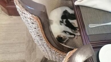 131342 صورة أخرى للقطة وصغارها