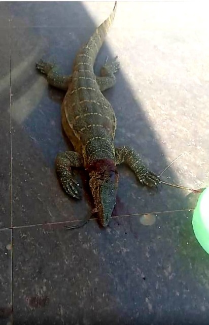 تمساح يثير الذعر في شوارع حدائق الأهرام.. والأمن يتدخل سريعًا 11 تمساح