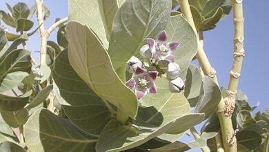 d8a7d984d8b9d8b4d8b1