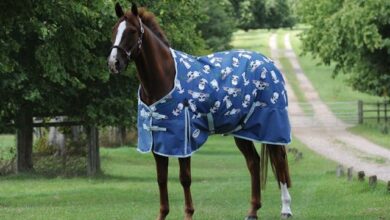 حصان اندلسي