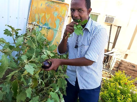 بالصور.. شاب سوداني يحقق الاكتفاء الذاتي من الخضروات من إنتاج زراعة "سطوح منزله" بالخرطوم 13 زراعة فارس