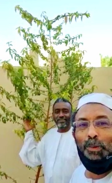 شاهد بالفيديو.. شجرة بامية "ملوخية" عملاقة تثير الدهشة بمنزل مُغترب سوداني بالدوحة 10 بامية