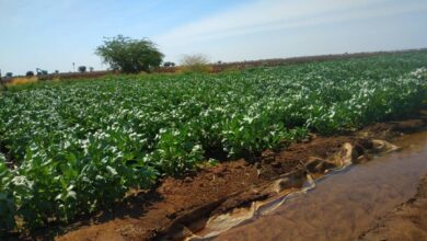 EDC1415A 2CF3 45B3 B453 FBF2B3D15BF9