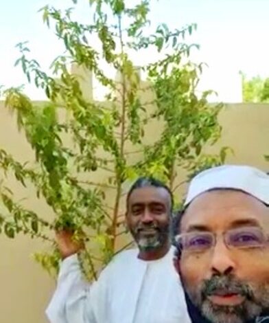 شاهد بالفيديو.. شجرة بامية "ملوخية" عملاقة تثير الدهشة بمنزل مُغترب سوداني بالدوحة 1 بامية