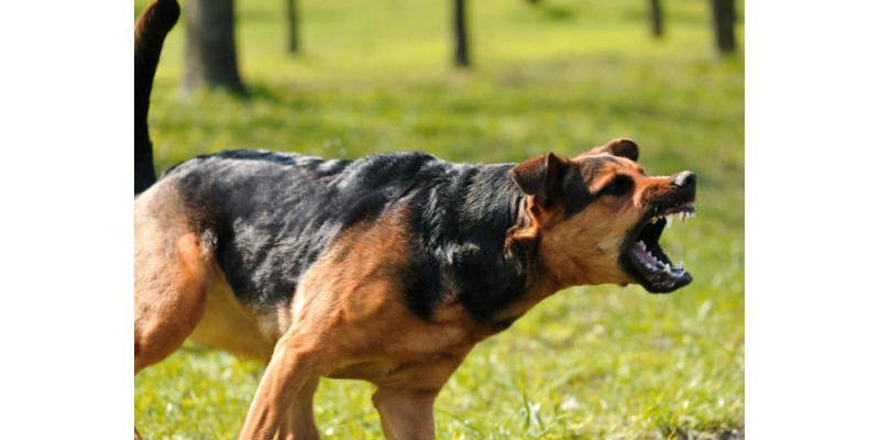 القبض على شاب قتل كلبا انتقاما من جارته 10 كلب يهاجم مذيعة