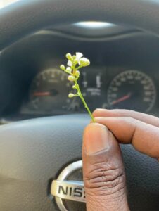 اتعلمين يا مروة انني عشت في هذة البلاد لاكثر من خمسين عاما وانت اول من يهديني زهرة 2 زهرة سمل