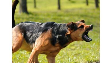 كلب يهاجم مذيعة