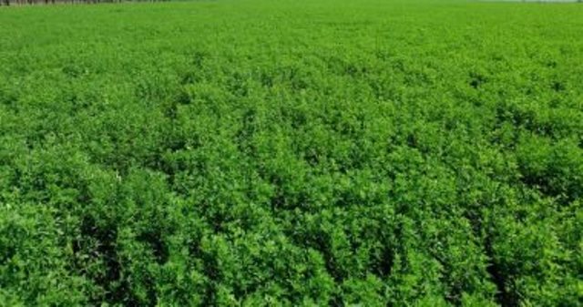 شاهد بالفيديو.. سوداني يلجأ إلى طريقة غريبة لتلطيف حرارة الشمس أثناء الصيام أدهشت رواد التواصل 10 برسيم