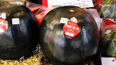 88739 بطيخ اسود 1