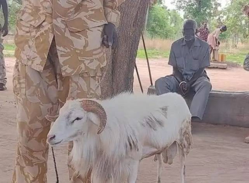 الحكم بسجن خروف 3 سنوات بعد إدانته بقتل امرأة مسنة بجنوب السودان! 10 تنزيل 5