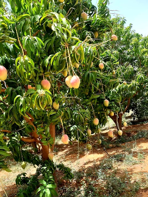 المجلس الأعلى للسياحة بالشمالية ينظم برنامجاً سياحياً للإعلاميين 11 صحراء الشمالية