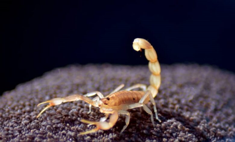 لدغات العقارب تودي بحياة عشرات الأطفال بنهر النيل شمال السودان 1 545006 183854621