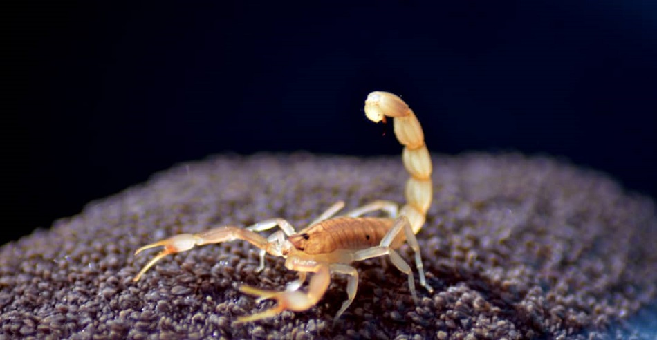 لدغات العقارب تودي بحياة عشرات الأطفال بنهر النيل شمال السودان 10 545006 183854621