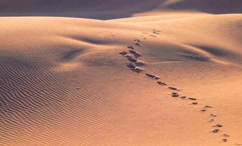 العثور على مقيم سوداني تاه بالصحراء في السعودية 1 image 3