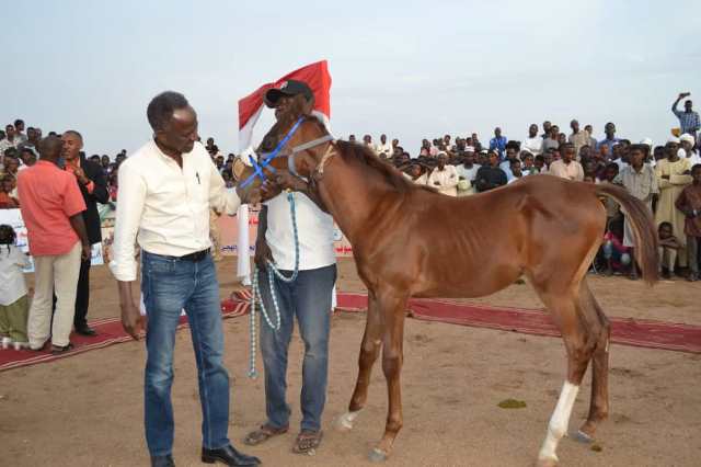 شاهد بالصور.. لقمان أحمد: نيالا التى أعرف تحتفى بجمال الخيل 1 حصان نيالا