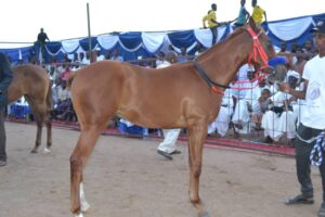 شاهد بالصور.. لقمان أحمد: نيالا التى أعرف تحتفى بجمال الخيل 2 حصان1