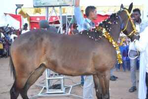 شاهد بالصور.. لقمان أحمد: نيالا التى أعرف تحتفى بجمال الخيل 3 حصان2
