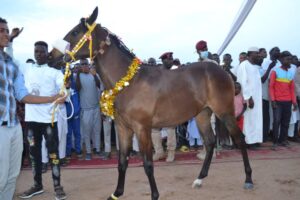 شاهد بالصور.. لقمان أحمد: نيالا التى أعرف تحتفى بجمال الخيل 4 حصان3