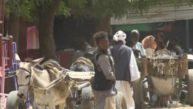 حمار كارو سوق