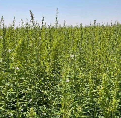 حكومة القضارف تبحث مع وفد المنظمة العربية للتنمية الزراعية الدخول في الموسم الزراعي الجديد بالولاية 1 سمسم