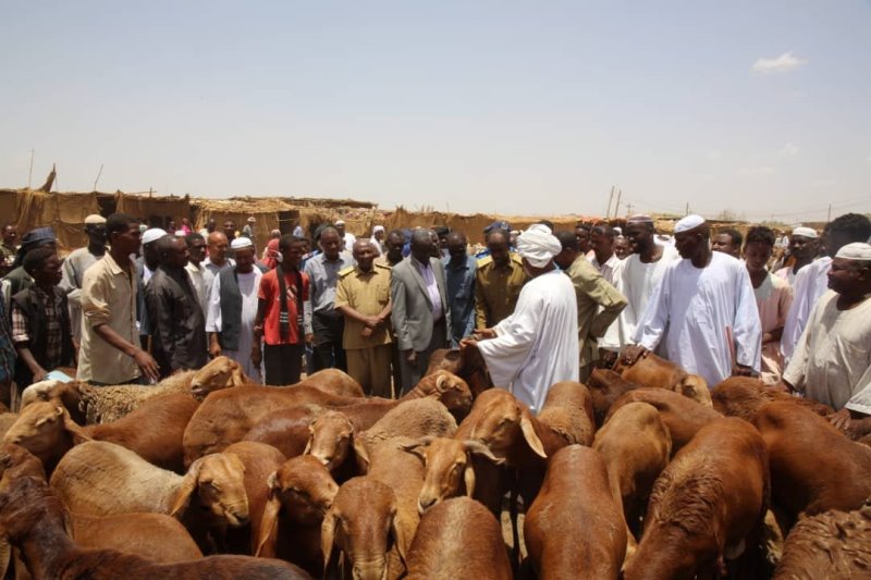 اكثر من 130 الف مستفيد من اضاحي منظمة صدقات الخيرية بعدد من ولايات السودان 10 والي خروف