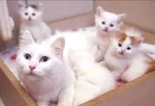 قطط