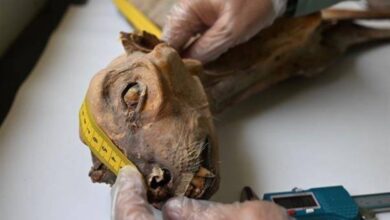 IMG ٢٠٢٢٠٨١٨ ٢١١٦٢١