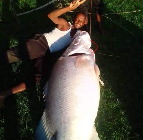 شاهد بالصور.. شباب يصطادون سمكة (عجل) ضخمة يبلغ وزنها عشرات الكيلوات ببحيرة مروي 1 سمكة عجل